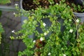 Sutera cordata \'Big Baja\' blooms with white flowers in a flower pot in autumn. Berlin, Germany.