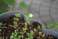 Sutera cordata \'Big Baja\' blooms with white flowers in a flower pot in autumn. Berlin, Germany.