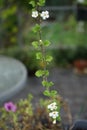 Sutera cordata \'Big Baja\' blooms with white flowers in a flower pot in autumn. Berlin, Germany.