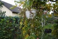 Sutera cordata \'Big Baja\' blooms with white flowers in a flower pot in autumn. Berlin, Germany.