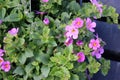 Sutera cordata `Big Falls Dark Pink`, Big Falls Dark Pink Bacopa