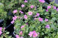 Sutera cordata `Big Falls Dark Pink`, Big Falls Dark Pink Bacopa