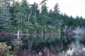 Mossy tree skeleton reflects in calm water of Sutton lake Royalty Free Stock Photo