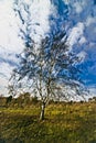 Sutton Park, West Midlands, UK. Picture for printing on canvas. Interior design, wall decorations.