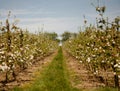 Sutton Valence, Kent, England: An apple orchard in blossom Royalty Free Stock Photo