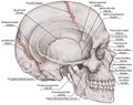 BOARD The sutures of skull, lateral view