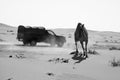 SUV car passing by a camel in the Empty Quarter desert of Arabia