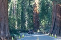 Suv tourist car and giant trees in the Sequoia and Kings Canyon National Park, California, USA. Car trip on an off-road car on the Royalty Free Stock Photo