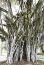 Suva Town Tree