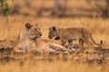 Suvuti in Botswana. African lion, young kittens. Botswana wildlife. Lion, fire burned destroyed savannah. Animal in fire burnt