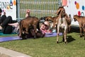 Goats Gather Around Woman Stretching At Outdoor Goat Yoga Class