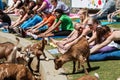 Goats Walk Among People Stretching At Goat Yoga Class