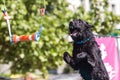 Dog Opens Mouth And Extends In Midair To Grab Object