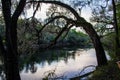 Suwanee River scene