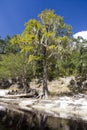 Suwannee River Royalty Free Stock Photo