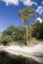 Suwannee River Royalty Free Stock Photo