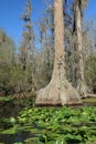Suwannee River - Suwannee River, Okefenokee Swamp Royalty Free Stock Photo