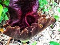 The Suweg flower & x28;Amorphophallus paeoniifolius& x29; is very similar to the giant corpse flower.