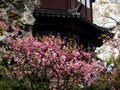 Springtime in Humble Administrator`s Garden, one of the most famous classical gardens of Suzhou Royalty Free Stock Photo