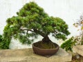 SUZHOU, CHINA - October 23, 2013: Bonsai tree in Humble Administrator`s Garden Royalty Free Stock Photo