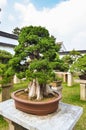 SUZHOU, CHINA - October 23, 2013: Bonsai tree in Humble Administrator`s Garden Royalty Free Stock Photo