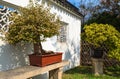 SUZHOU, CHINA - October 23, 2013: Bonsai tree in Humble Administrator`s Garden Royalty Free Stock Photo