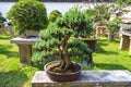 SUZHOU, CHINA - October 23, 2013: Bonsai tree in Humble Administrator`s Garden Royalty Free Stock Photo