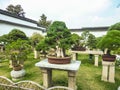 SUZHOU, CHINA - October 23, 2013: Bonsai tree in Humble Administrator`s Garden Royalty Free Stock Photo