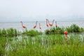 Suzhou Jinji Lake City Sculpture --- Flamingo Royalty Free Stock Photo