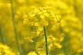 Suzhou Yangcheng Lake scenery, canola flower, yell