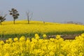 Suzhou Yangcheng Lake scenery, canola flower, yell