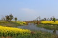 Suzhou Yangcheng Lake scenery, canola flower, yellow
