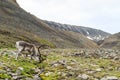 Svalbard male reindeer with big antlers grazing in Longyeardalen in summer, Svalbard Royalty Free Stock Photo