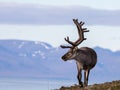 Svalbard male reindeer with big antlers walking in Bjorndalen in summer, Svalbard Royalty Free Stock Photo