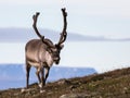 Svalbard male reindeer with big antlers walking in Bjorndalen in summer, Svalbard Royalty Free Stock Photo