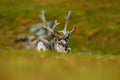 Svalbard Reindeer, Rangifer tarandus, animal sitting in the green grass with massive antlers, nature habitat, Svalbard, Norway Royalty Free Stock Photo