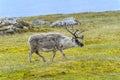 Svalbard Reindeer, Svalbard archipelago, Norway