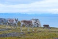 Svalbard Reindeer, Svalbard archipelago, Norway