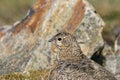 Svalbard Rock ptarmigan, female with summer plumage, Svalbard, close up Royalty Free Stock Photo