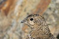 Svalbard Rock ptarmigan, female with summer plumage, Svalbard, close up Royalty Free Stock Photo