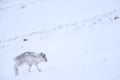 Svalbard wild Reindeer, Rangifer tarandus, with massive antlers in snow, Svalbard, Norway. Svalbard caribou, wildlife scene from Royalty Free Stock Photo