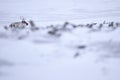 Svalbard wild Reindeer, Rangifer tarandus, with massive antlers in snow, Svalbard, Norway. Svalbard caribou, wildlife scene from Royalty Free Stock Photo