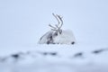 Svalbard wild Reindeer, Rangifer tarandus, with massive antlers in snow, Svalbard, Norway. Svalbard caribou, wildlife scene from Royalty Free Stock Photo