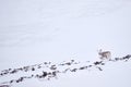 Svalbard wild Reindeer, Rangifer tarandus, with massive antlers in snow, Svalbard, Norway. Svalbard caribou, wildlife scene from Royalty Free Stock Photo