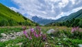 Svaneti - Bushes of Rosebay Willowherb blooming in the Greater Caucasus Mountain Range in Georgia.