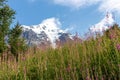 Svaneti - Bushes of Rosebay Willowherb blooming in Greater Caucasus Mountain Range in Georgia. Snow-capped peaks