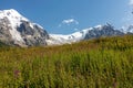 Svaneti - Bushes of Rosebay Willowherb blooming in Greater Caucasus Mountain Range in Georgia. Snow-capped peaks