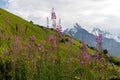 Svaneti - Bushes of Rosebay Willowherb blooming in high Caucasus mountains in Georgia. There are high, snowcapped peaks