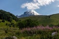 Svaneti - Bushes of Rosebay Willowherb blooming in high Caucasus mountains in Georgia. There are high, snowcapped peaks