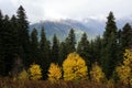 Tree and mountain lines